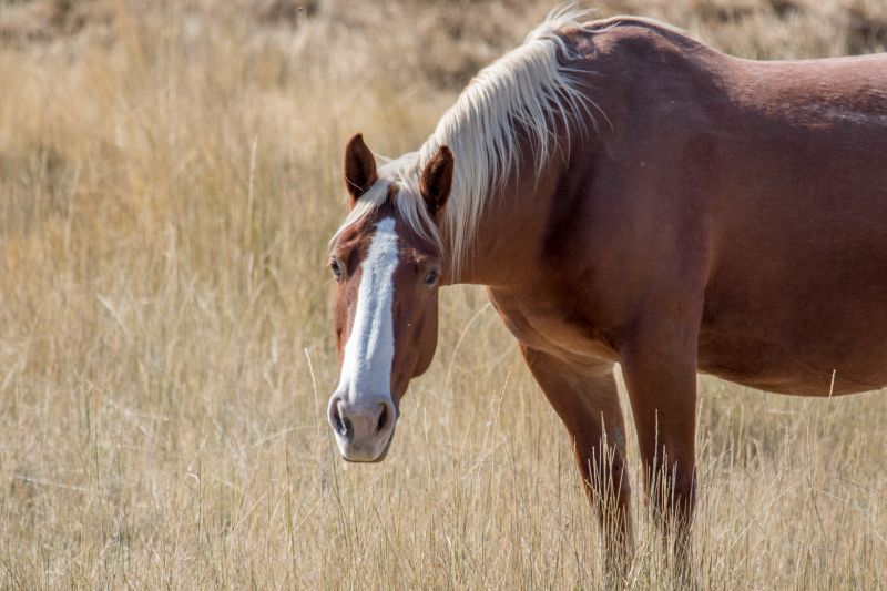 Horse Paddock Repair